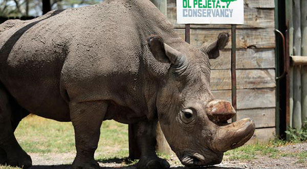 Last Male Northern White Rhino "Sudan" Dies in Kenya Last Male Northern White Rhino ’Sudan’ Dies in Kenya